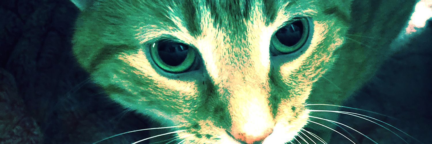 Lauren 🐱🍊 banner