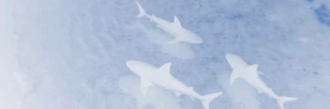 leosthetic's profile banner image
