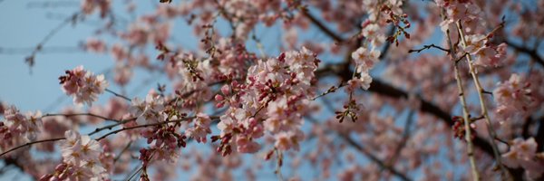 apariru Profile Banner