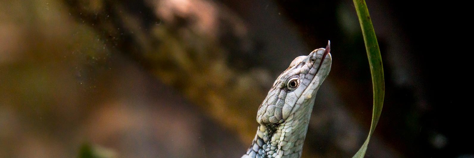 Toño de la Cruz banner