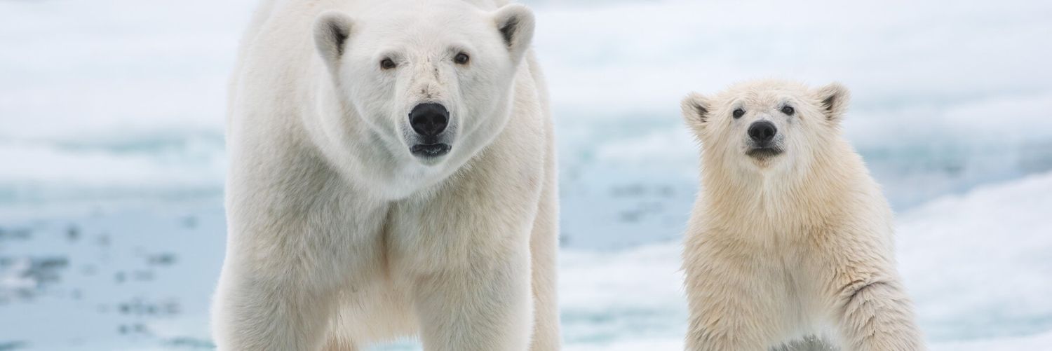 TheWhitebear81's profile banner image