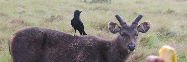 JTmigratory Profile Banner