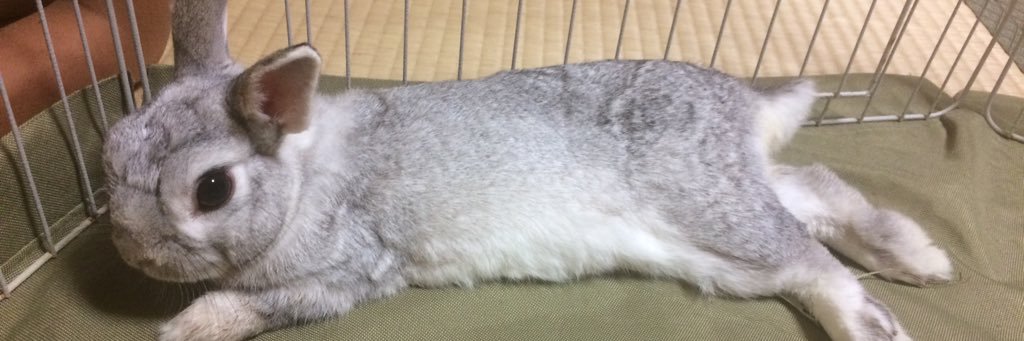 terribunny's profile banner image