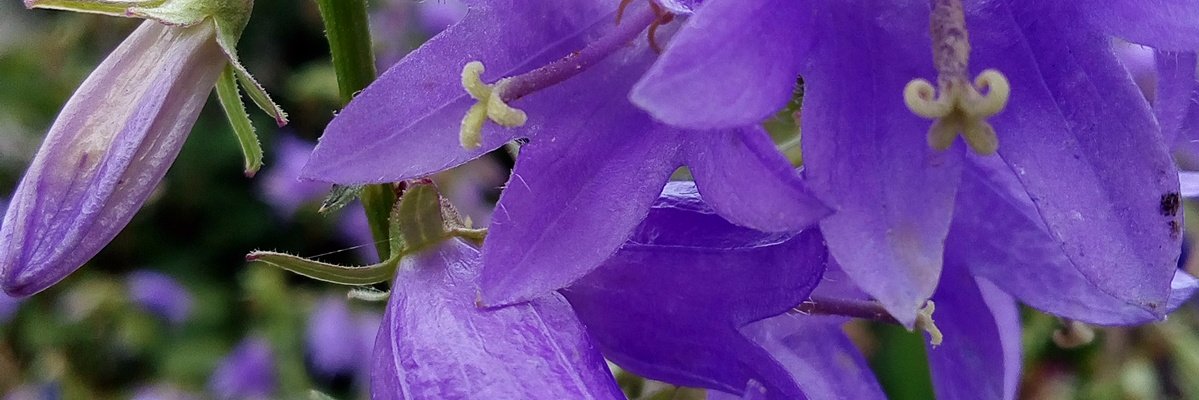 Estel_ua's profile banner image