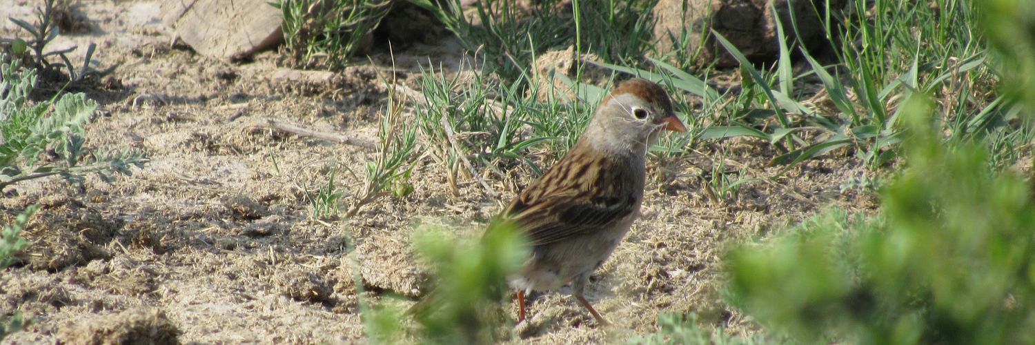 Eliphaleth Carmona banner