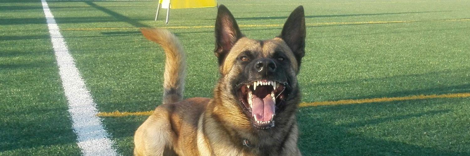 dogs_xtreme's profile banner image