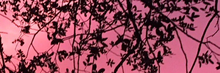 lpfan503's profile banner image