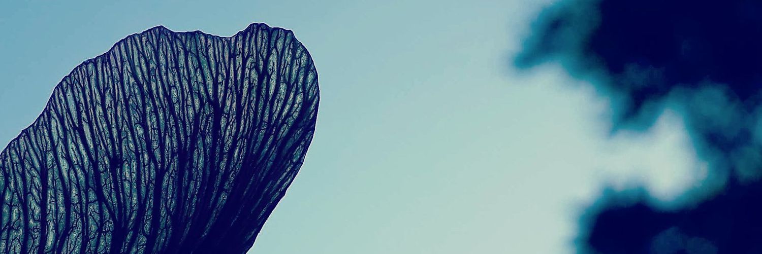 alsinard's profile banner image