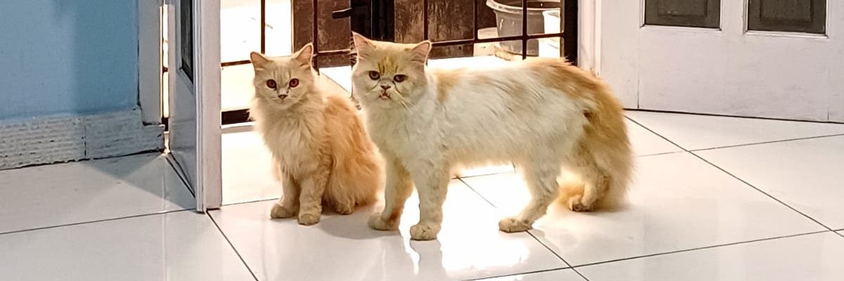 Nsani21's profile banner image