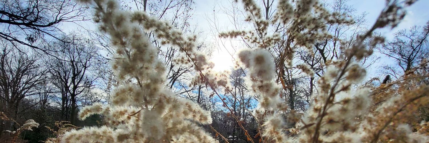 Mary Sue Twohy banner