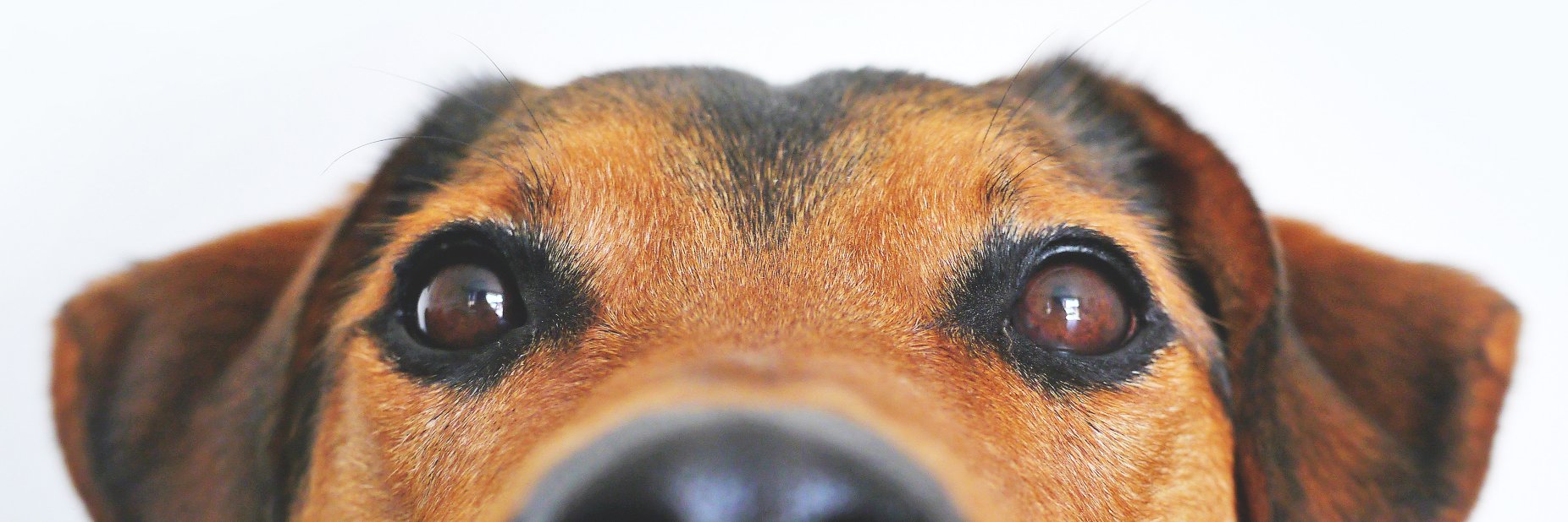 The Dog Guide San Antonio banner