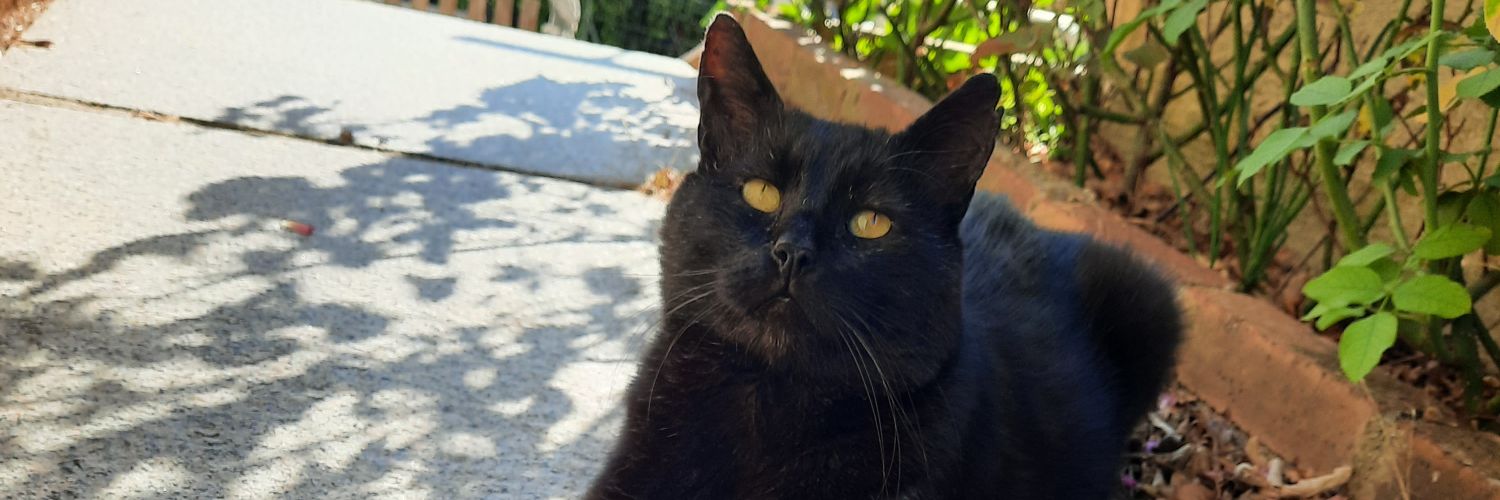 CarineMano's profile banner image