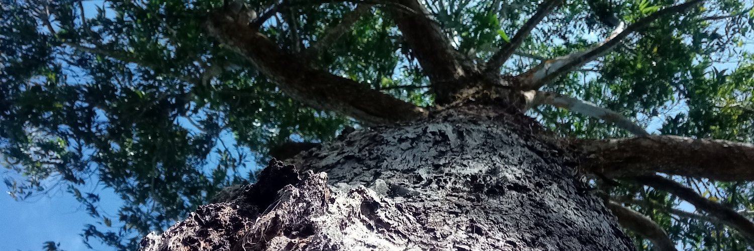 oliviauraba's profile banner image