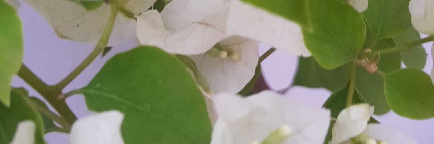 evatw09's profile banner image