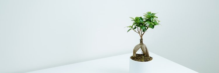 Lisa T. Smith banner