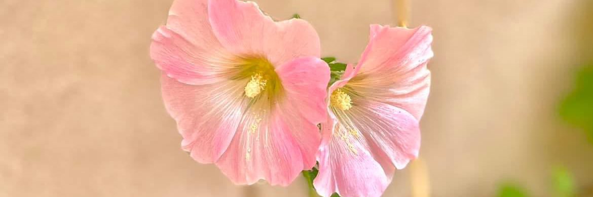 Lisa Peterson banner