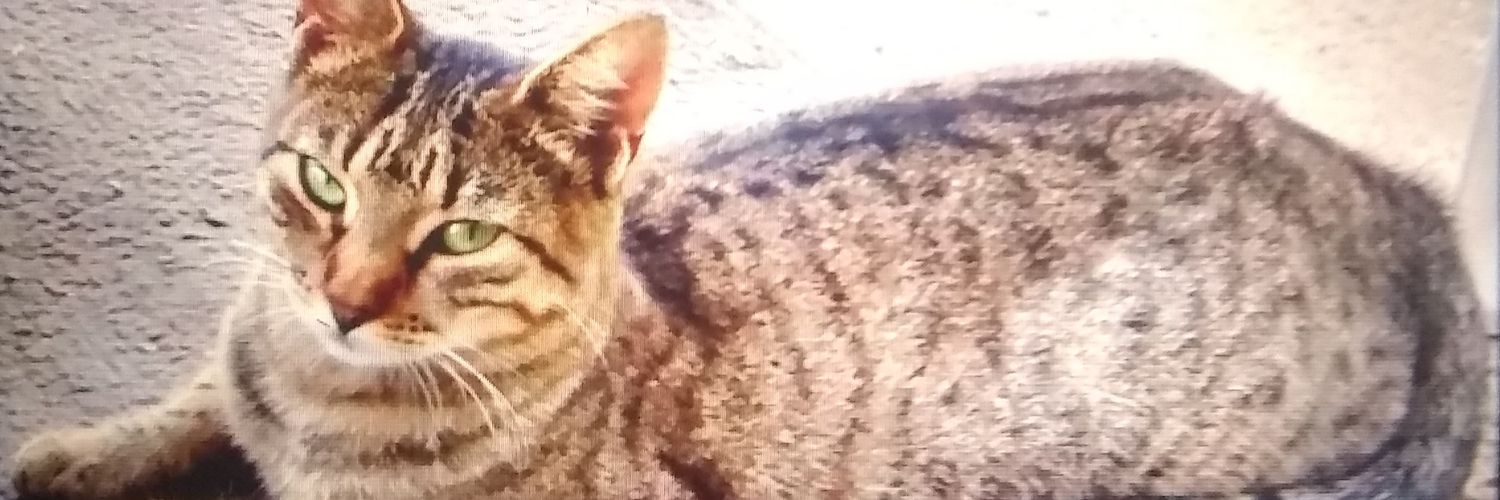 ZevicMilo's profile banner image