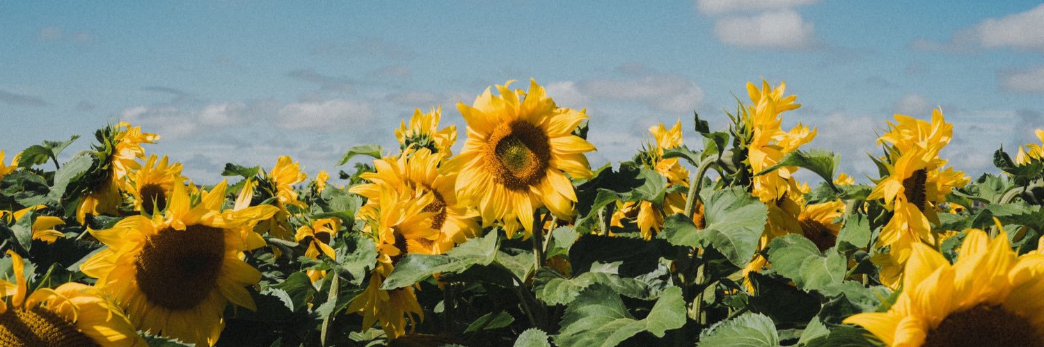 HannahRuthLee's profile banner image