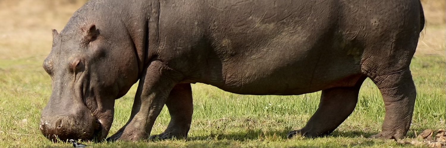 e_chikwanda's profile banner image