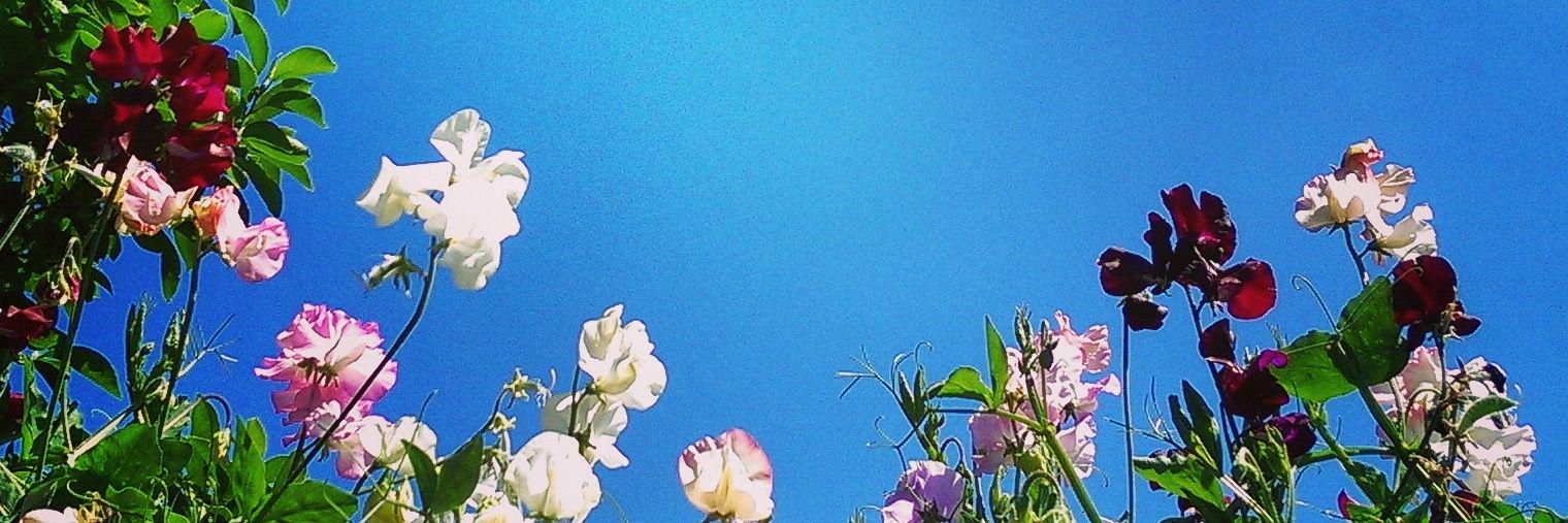 Helen Bader 💙 banner