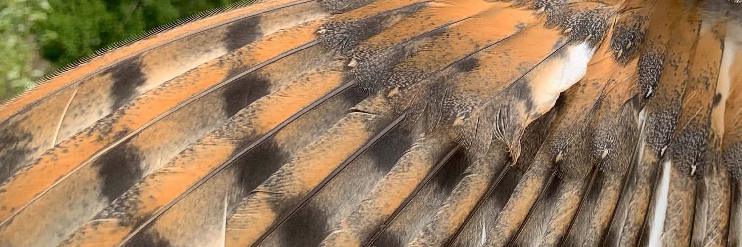 Barn Owl Patrol UCD banner