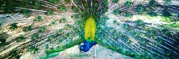 angs_pacheco's profile banner image