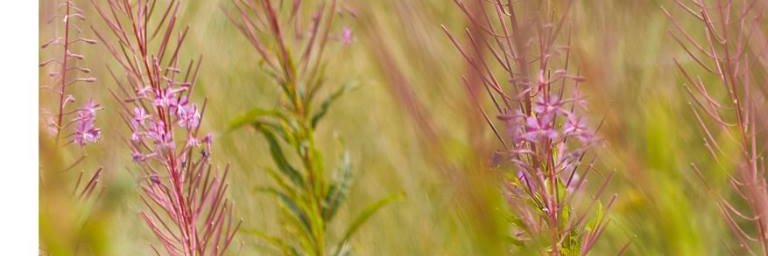 Leticia Hidrop banner