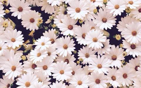 sofimariuse's profile banner image