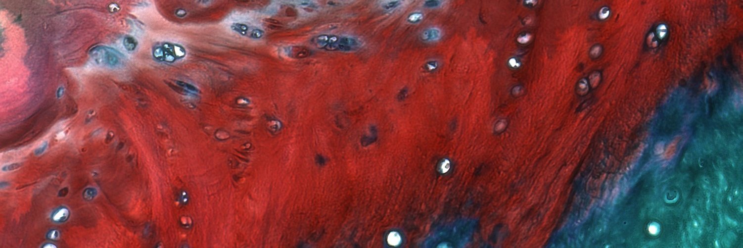 Orthopaedic Tissue Regen & Orthobiologics Lab banner