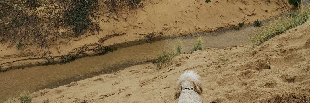 Amanda Rossiter-Pearson banner