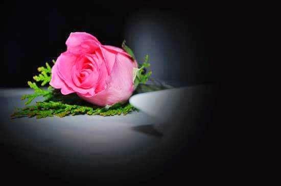 howse_rose's profile banner image