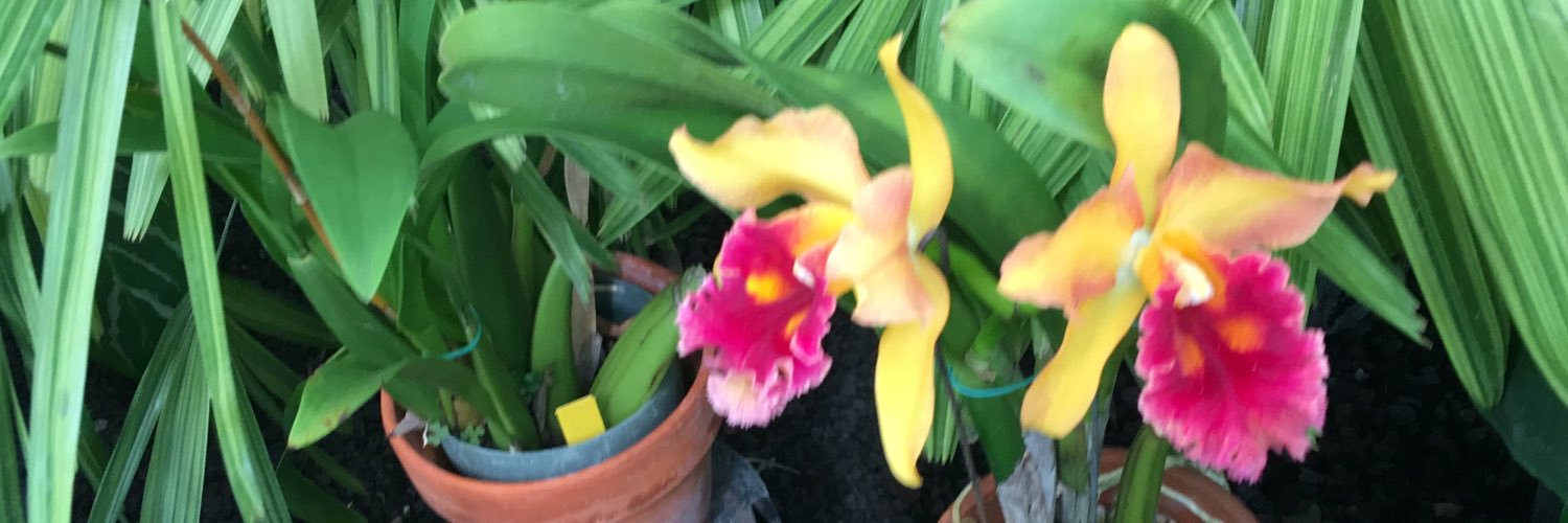 Payam Sheikhattari banner