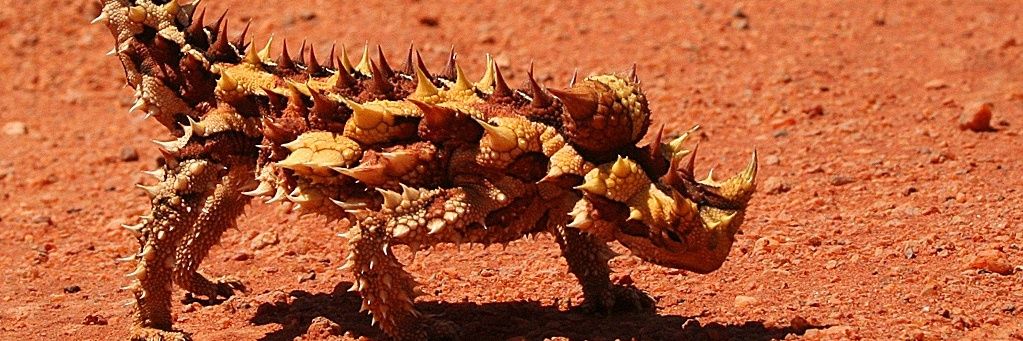 ♪ Haha berries. banner