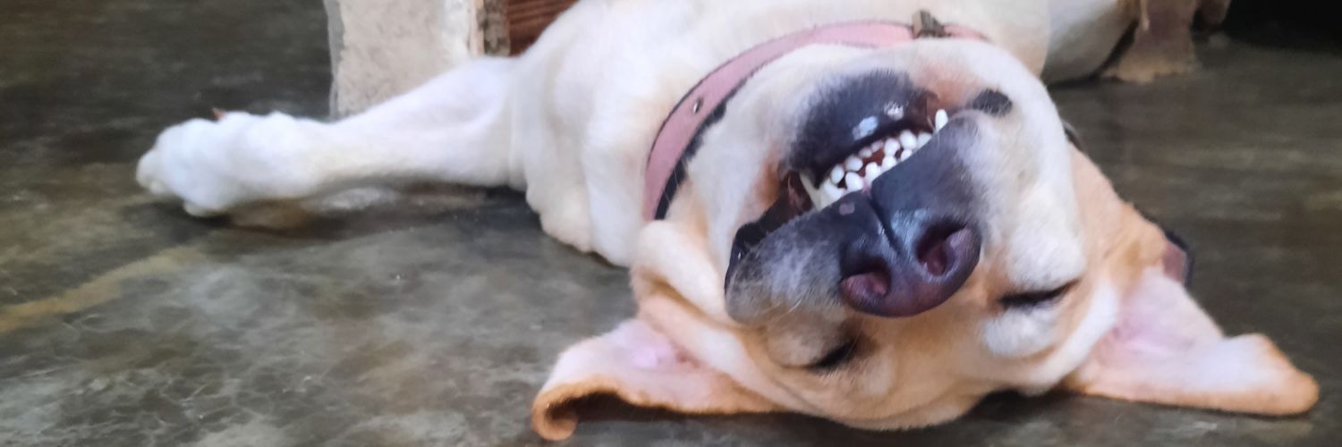 eles tao diolho in nois da silva banner