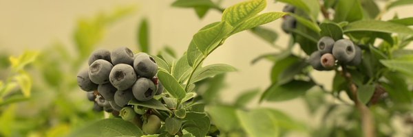 cpleisner Profile Banner
