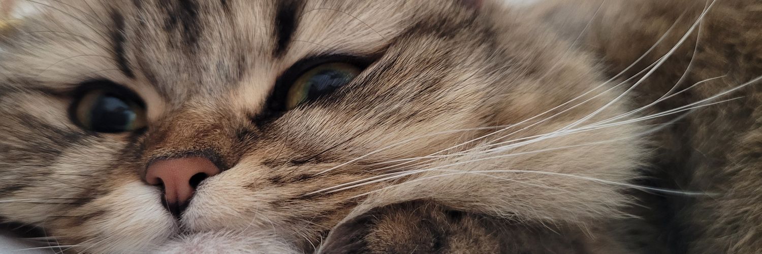 BEyign's profile banner image