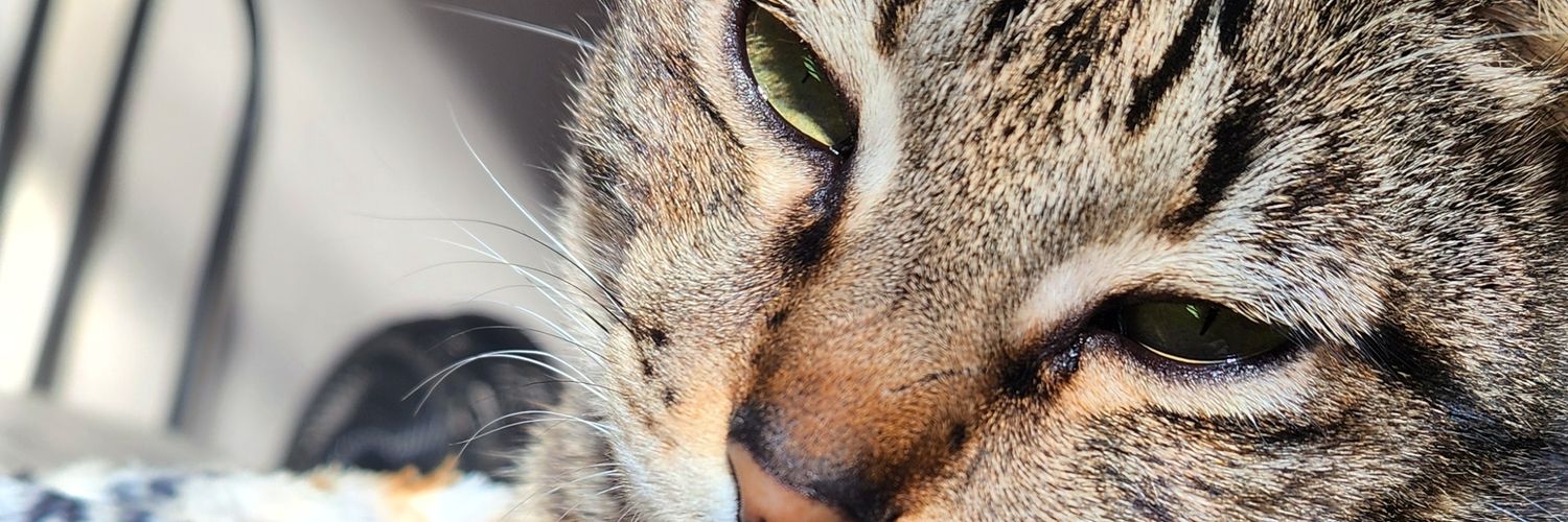 felfel1pe's profile banner image