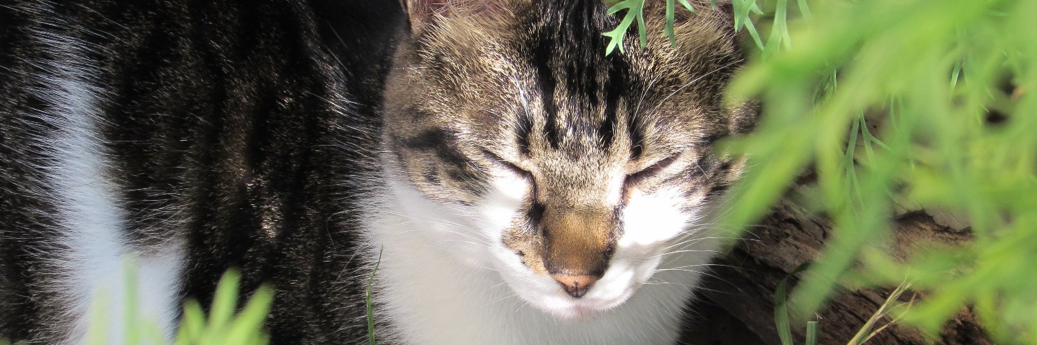 Blue ⭐⭐⭐ banner