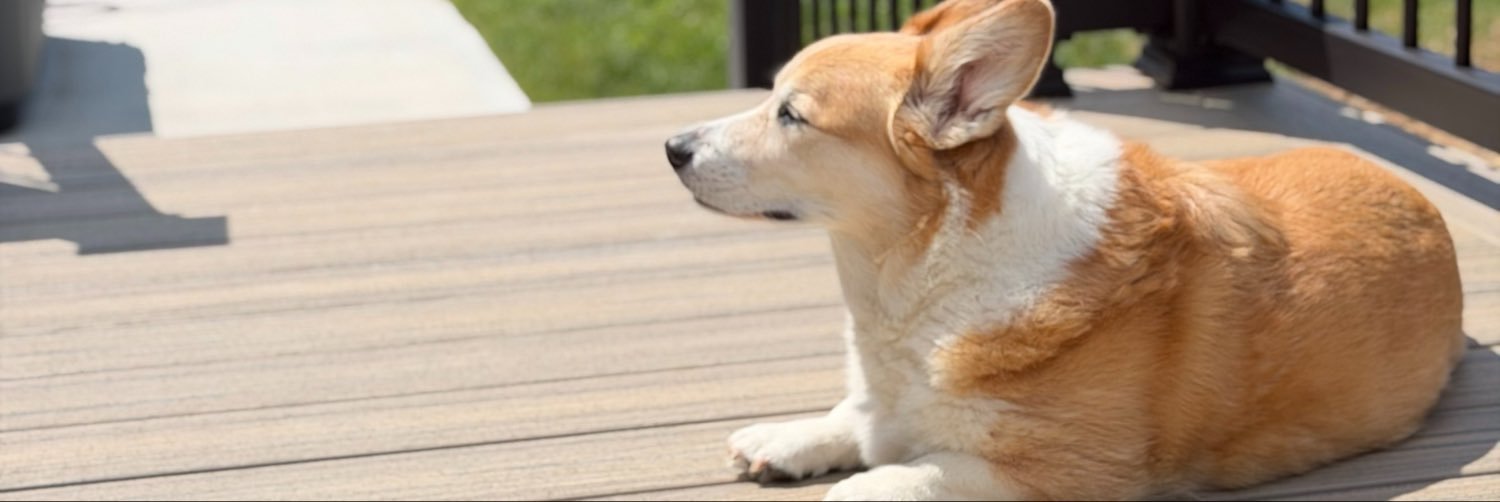 Corgi_Master's profile banner image