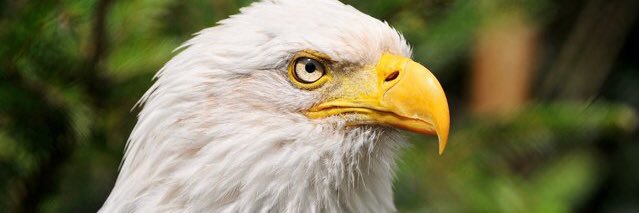 eagIe_eye's profile banner image