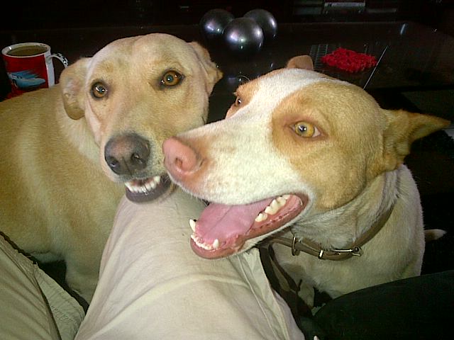 Fanisa Ndhabambi banner