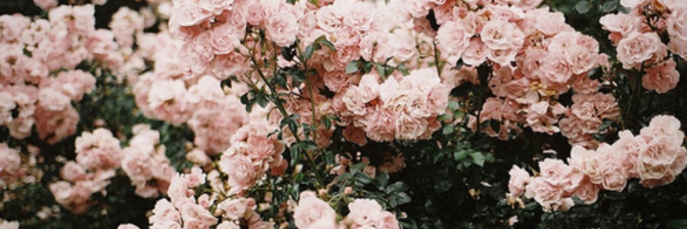 siiessy's profile banner image