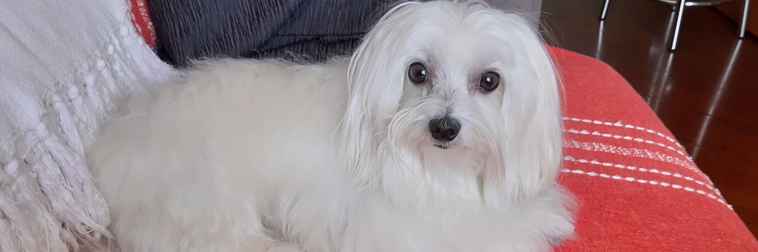 priclaudia's profile banner image