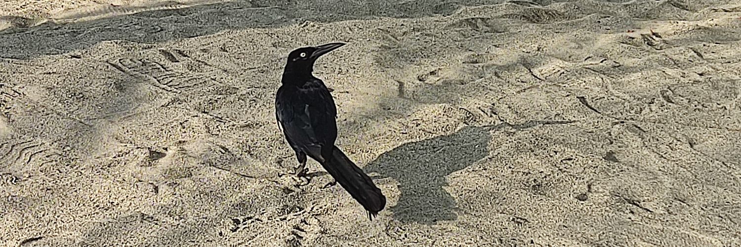 literficio's profile banner image