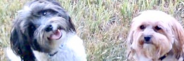Marcella Kryka banner