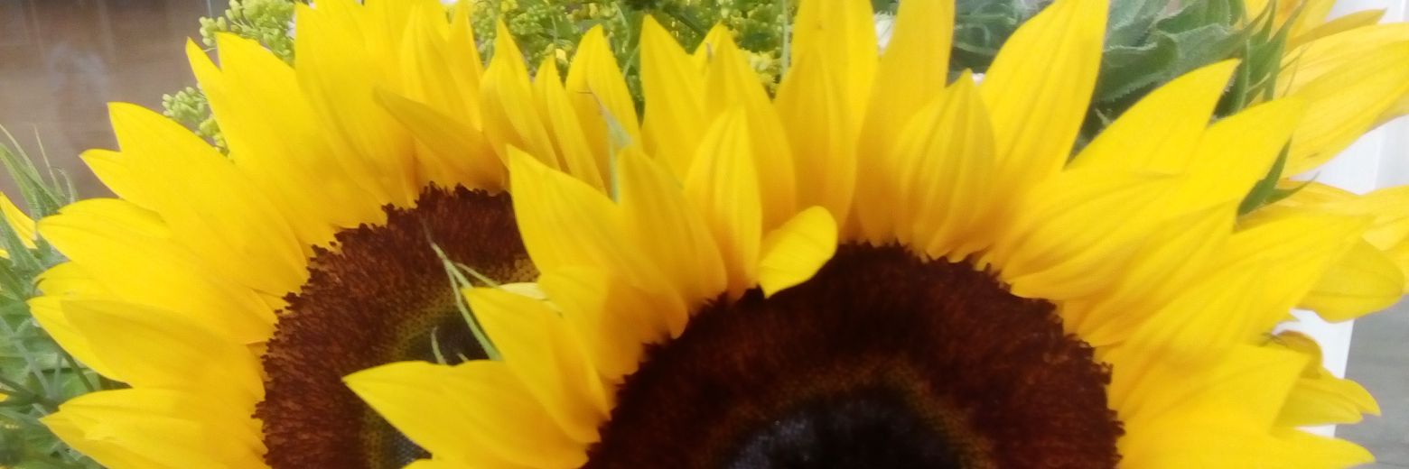 fresaconcremax's profile banner image