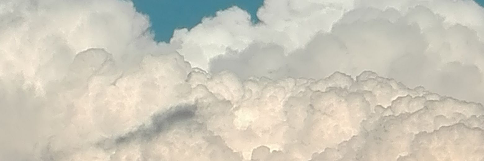 San Francesco degli invertebrati banner