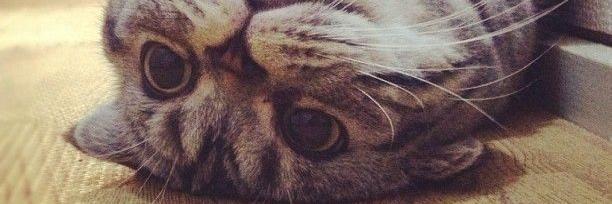 Mozza Abrilia banner