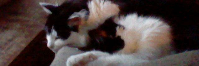 Daniel Sullenberger banner