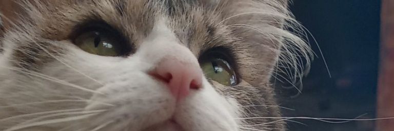 Romytapia02's profile banner image
